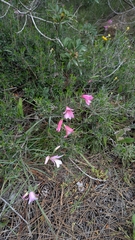 (c) Ruslan Salimgareev, some rights reserved (CC BY) Gladiolus triphyllus, photograph (c) Ruslan Salimgareev, some rights reserved (CC BY)