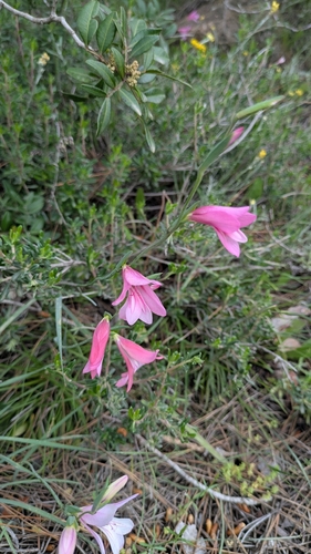Gladiolus triphyllus, photograph 2