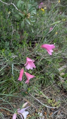 (c) Ruslan Salimgareev, some rights reserved (CC BY) Gladiolus triphyllus, photograph (c) Ruslan Salimgareev, some rights reserved (CC BY)