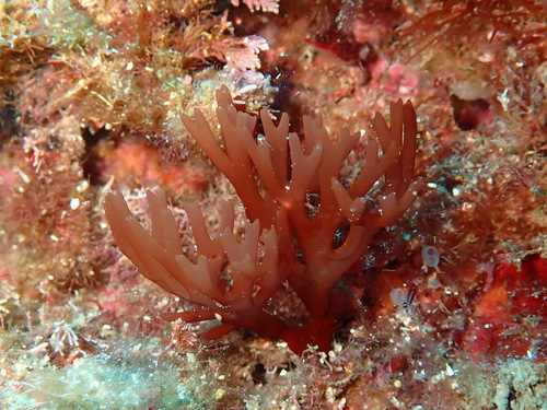 Halymenia observed 2026-04-18