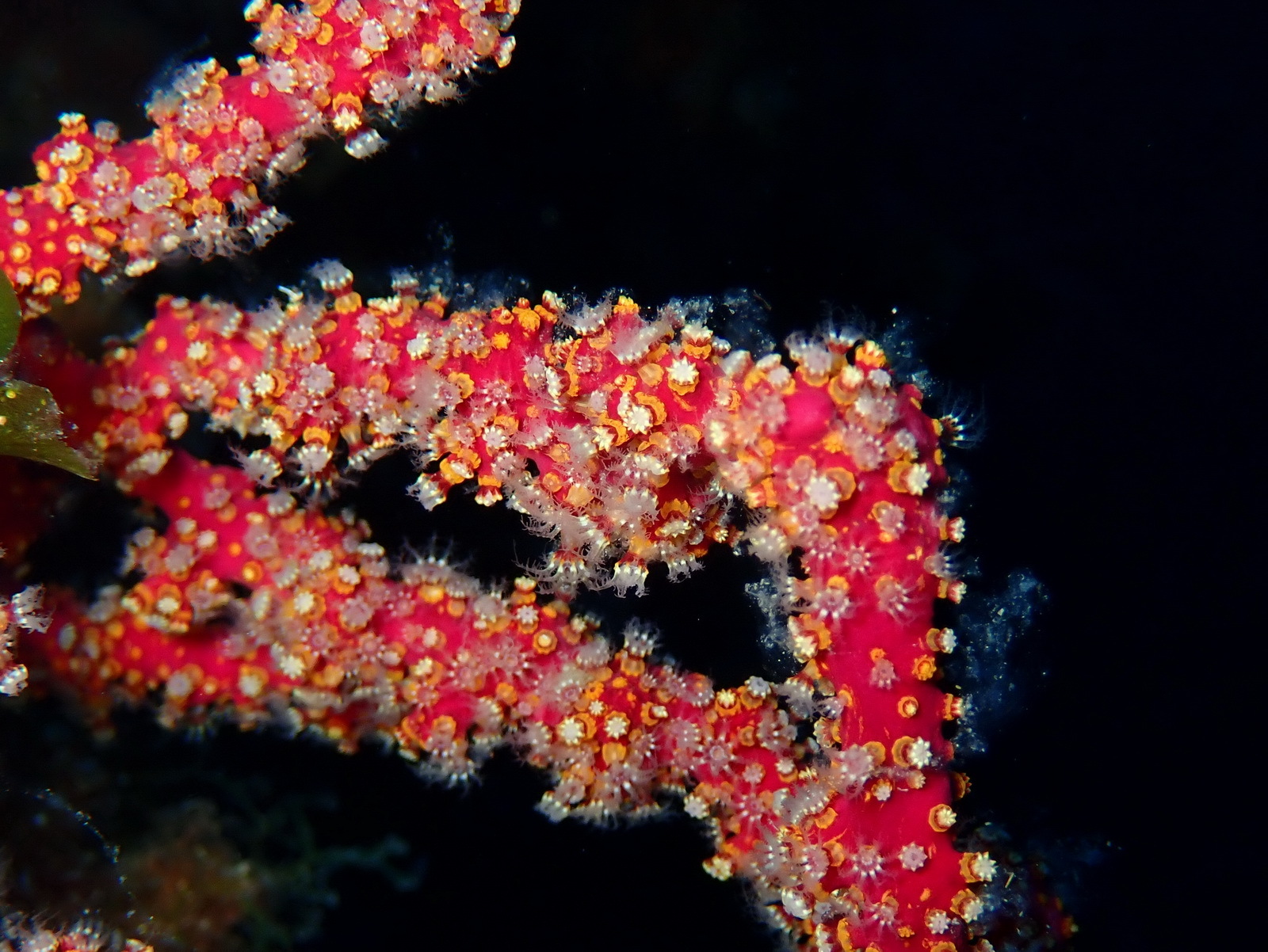 Alcyonium coralloides (Pallas, 1766)