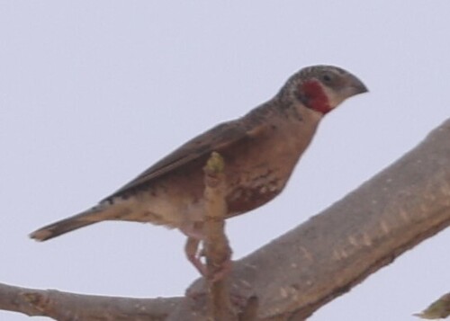 Cut-throat Finch