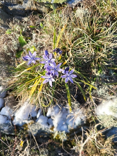Scilla verna (Scilla verna)