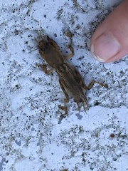 Neoscapteriscus vicinus