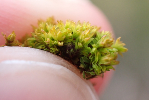 Leptodontium flexifolium observed 2026-04-19
