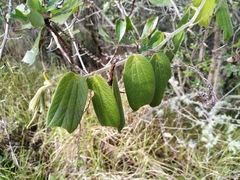 Passiflora bogotensis