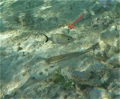 Haemulon carbonarium