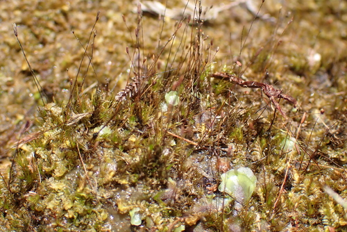 Ditrichum heteromallum observed 2026-04-19