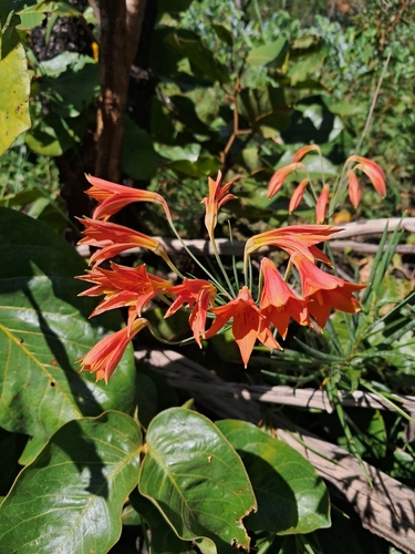Alstroemeria stenophylla