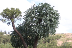 Cussonia paniculata image