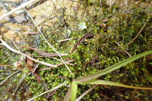 Solenostoma sphaerocarpum, 2026-04-19