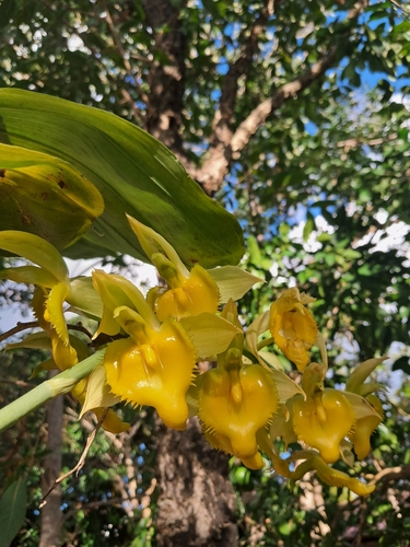 Catasetum spitzii