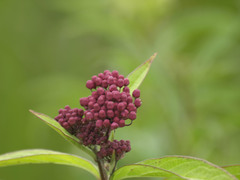 Asclepias incarnata incarnata