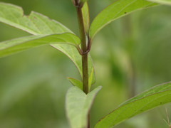 Asclepias incarnata incarnata