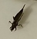Insecta