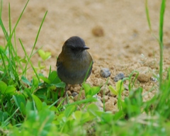 Catharus gracilirostris