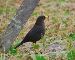 Turdus nigrescens