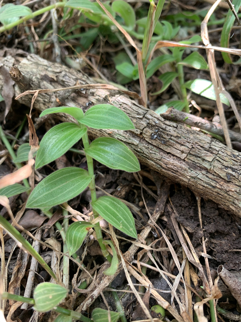 Aneilema zebrinum