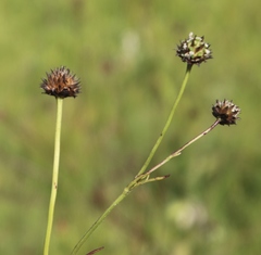 Cephalaria