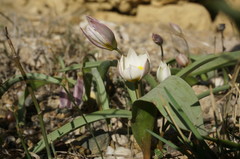Tulipa biflora