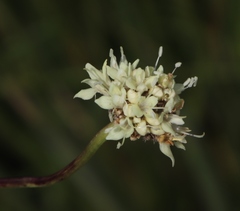 Cephalaria