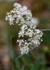Gypsophila fastigiata