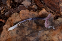 Entoloma callichroum