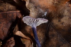 Entoloma callichroum