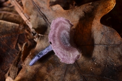 Entoloma callichroum