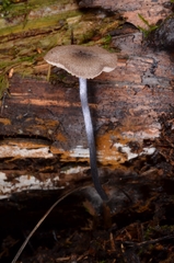 Entoloma lampropus
