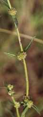 Spermacoce natalensis image