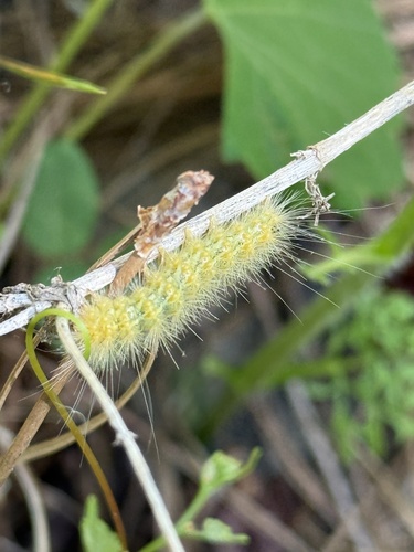 Salt Marsh Moth