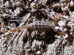 Superstitionia donensis