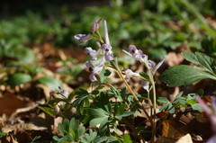Corydalis paczoskii