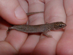 Xantusia vigilis