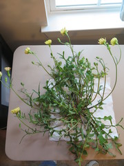 Pyrrhopappus grandiflorus