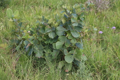 Rhoicissus tridentata subsp. cuneifolia image