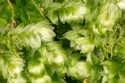 Shining Hookeria