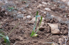Sternbergia colchiciflora