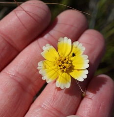 Layia gaillardioides