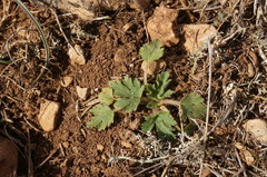 Ranunculus oxyspermus