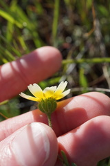 Layia gaillardioides
