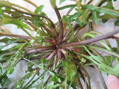 Pyrrhopappus grandiflorus