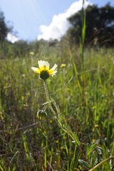 Layia gaillardioides