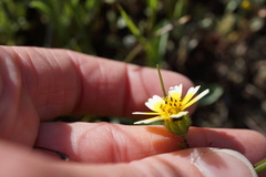 Layia gaillardioides