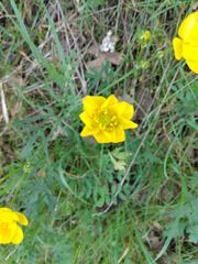 Ranunculus canus canus