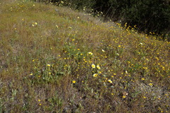 Layia gaillardioides