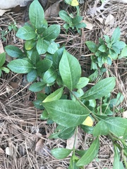 Gardenia jasminoides