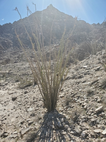 Fouquieria splendens