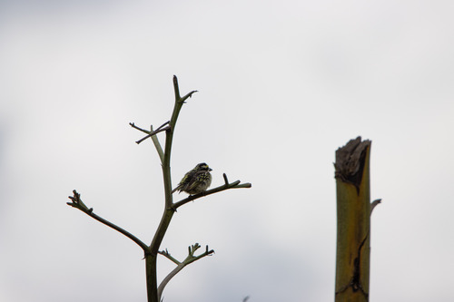 iNaturalist image